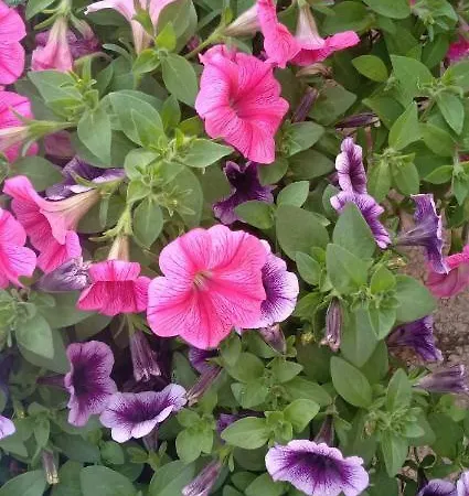 Bella Locazione Turistica