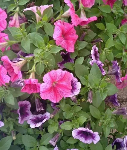 Bella Locazione Turistica